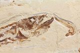 Cretaceous Predatory Fish (Eurypholis) - Hakel, Lebanon #163100-3